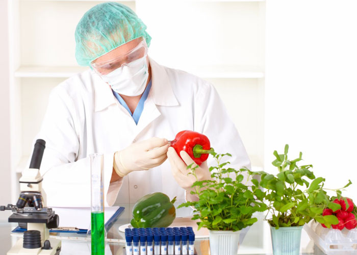 جدل حول سلامة الهندسة الوراثية ونجاحها في تحقيق الأمن الغذائي