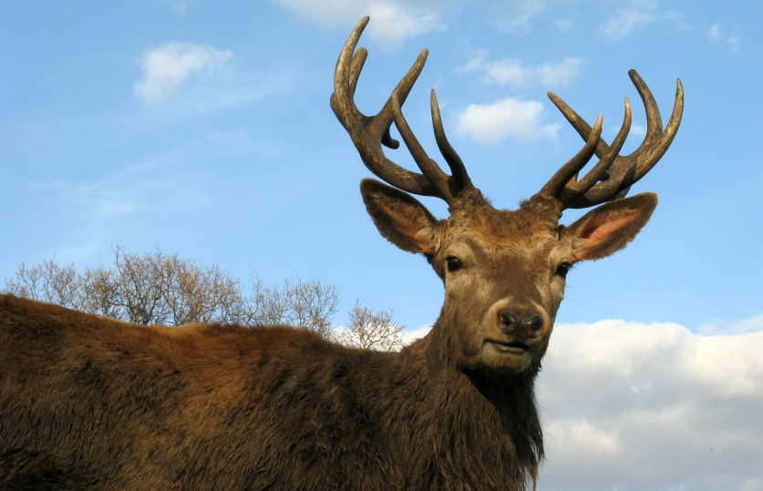 المغــــــــرب يواجه انقراض الحيوانات … الصقر الأصلع والأيل البربري