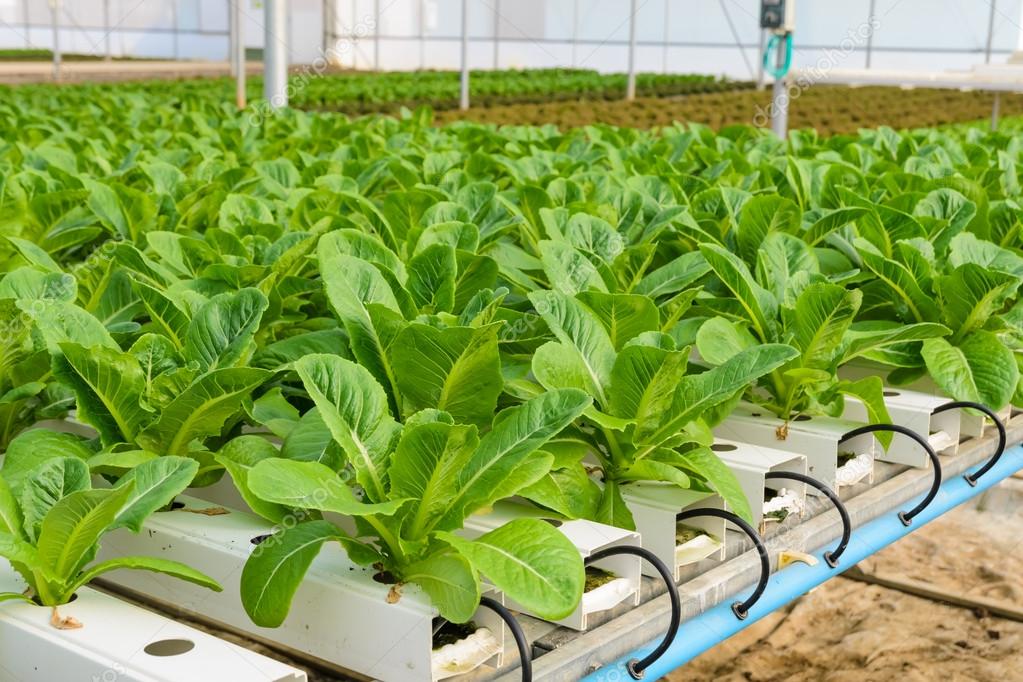 الزراعة المائية تفتح آفاقا واسعة للأمن الغذائي الخليجـــــــي