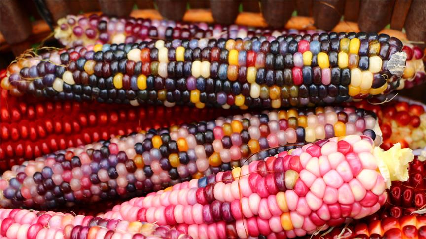 ذرة ملونة … تركي شاهدها في التلفــــــــاز فزرعها في أرضه