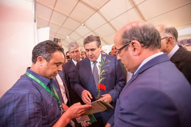 انتاج الزيتون برسم الموسم الفلاحي الحالي
