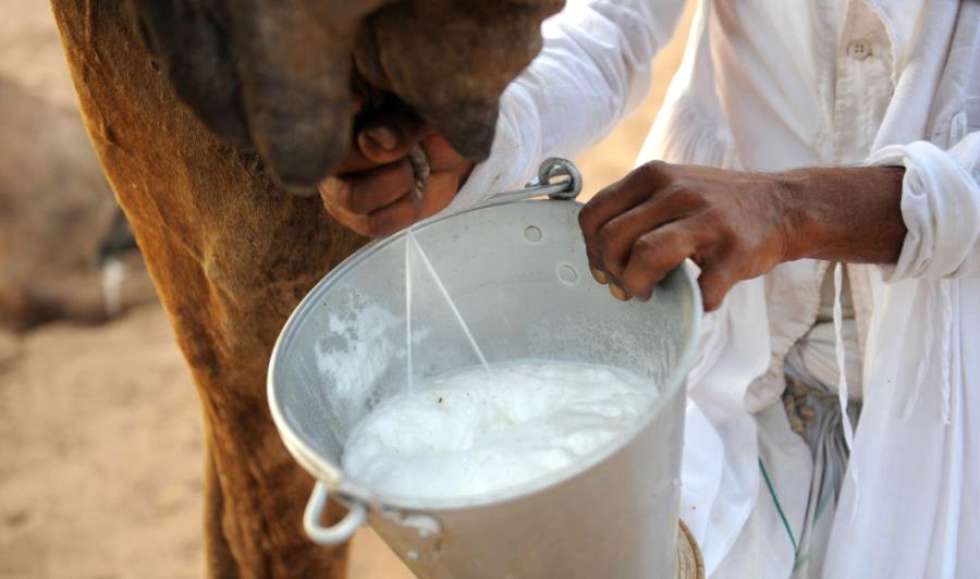 حليب الإبل ودهونها أساس مواد التجميل العضوية بالصحراء