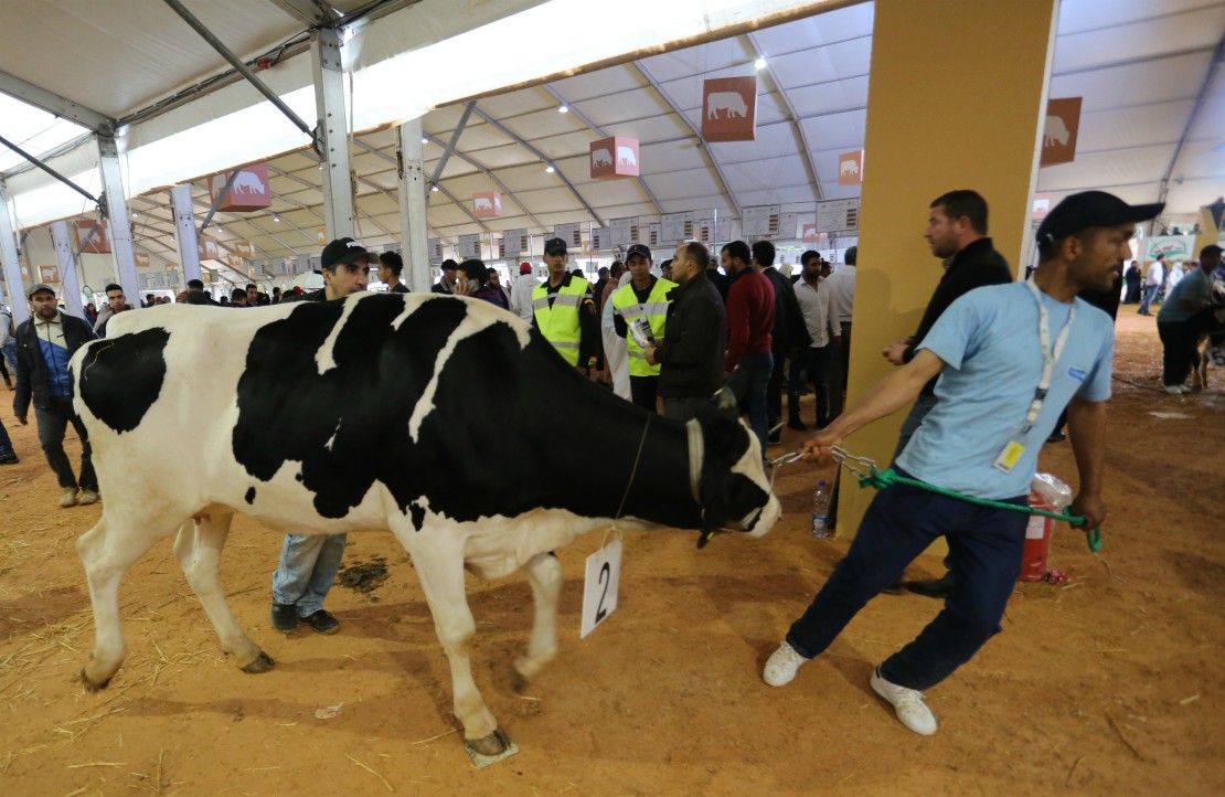 اتفاقية لضمان التغطية الصحية 50 ألف منتج للحليب بمكناس