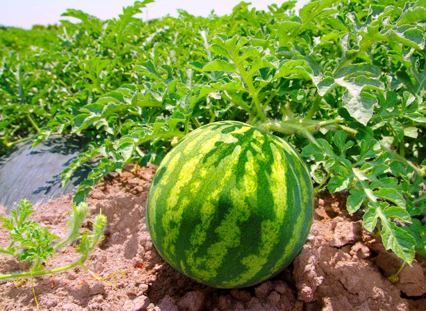الكفاءة العلمية المغربية تفلح في تسخير التكنولوجيا الجوية لخدمة الأغراض الزراعية
