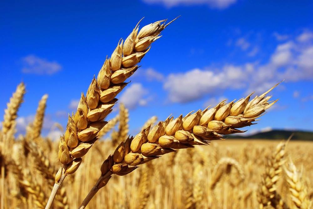 الحكومة تتخذ التدابير اللازمة لضمان ظروف تسويق جيدة لمحاصيل الحبوب
