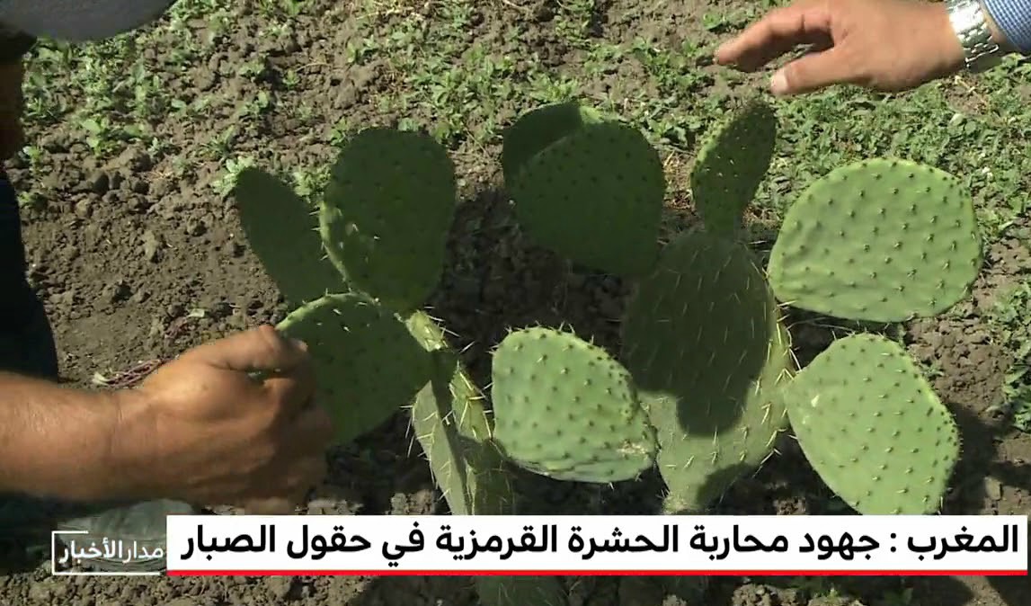 الحشرة القرمزية تغزو البيوت بزاوية سيدي الطاهر تارودانت