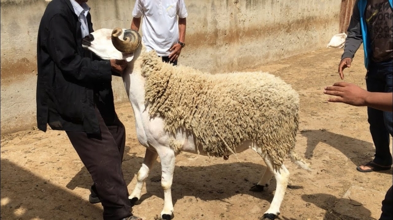 فلكيا .. الإثنين 12 غشت أول أيام عيد الأضحى المبارك بالمغرب