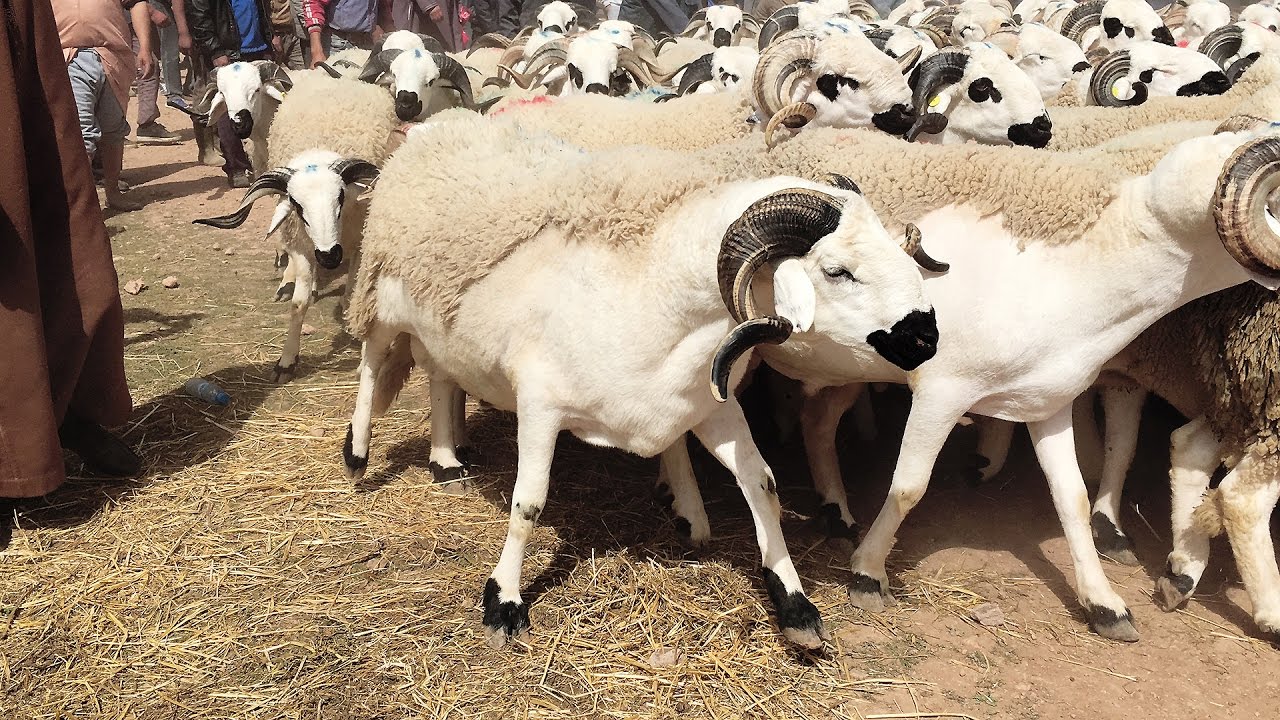 أول أيام عيد الأضحى بالمغرب