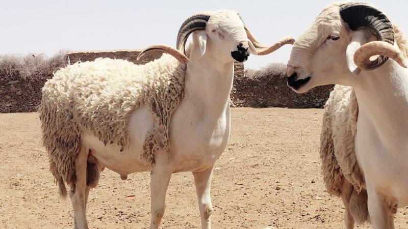 الإثنين 12 غشت أول أيام عيد الأضحى المبارك بالمغرب