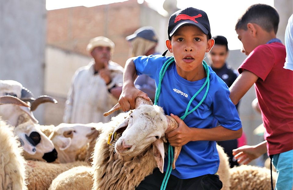 عيد الأضحى 1440 .. العرض من القطيع يتجاوز الطلب بأكثر من 40 في المائة