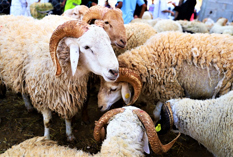 عيد الأضحى بكلميم .. سوق متحرك لتنظيم عملية بيع الأضاحي تفاديا لانتشار فيروس كورونا