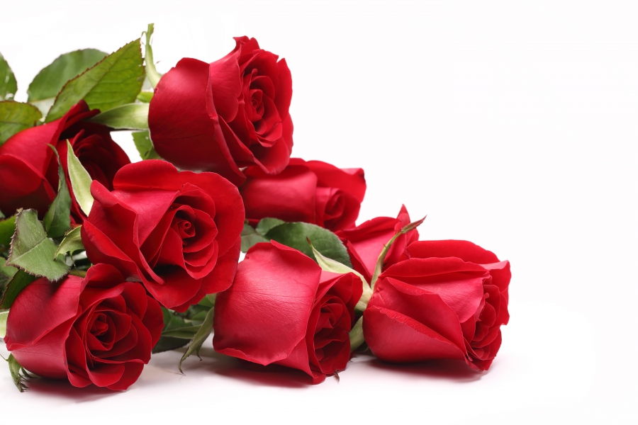 انتاج الورود واكراهات التسويق ببني ملال