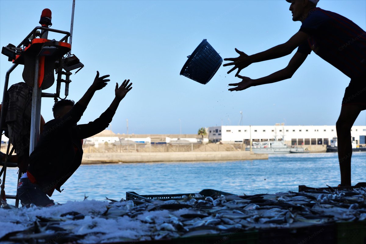 الإنتاج السمكي الوطني .. تسجيل رقم معاملات قياسي سنة 2021