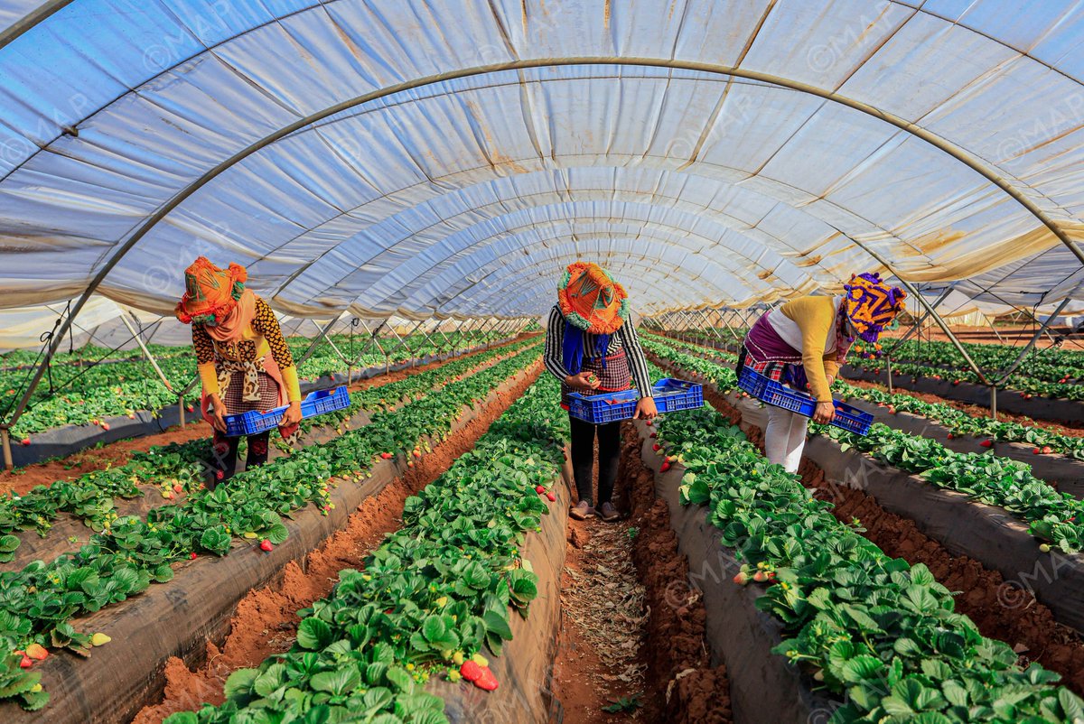 البرنامج الاستثنائي يعكس الرعاية الملكية الموصولة لقطاع الفلاحة وللفلاحين