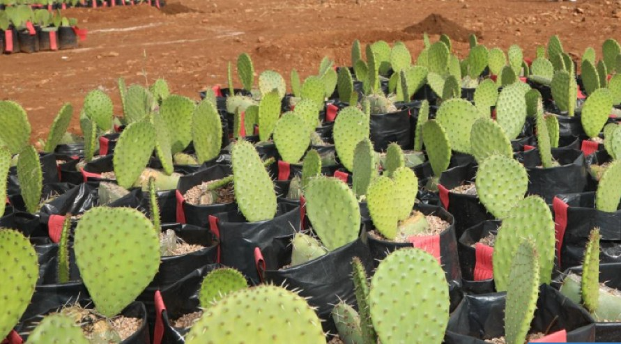 إقليم الجديدة .. إطلاق عملية غرس نبات الصبار المقاوم للحشرة القزمرية بجماعة خميس متوح