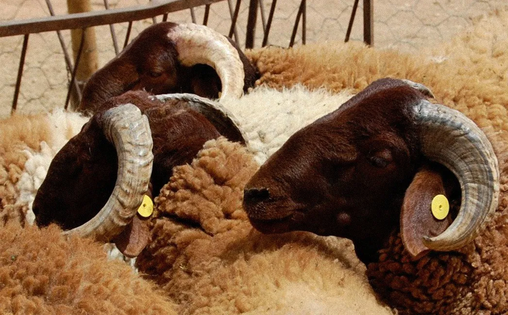 الغاية الأسمى من عيد الأضحى المبارك 