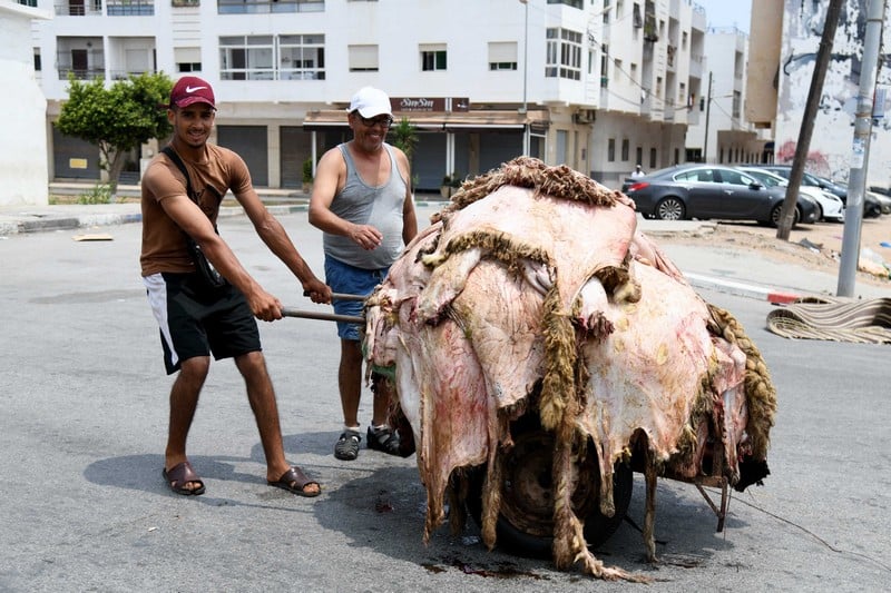 رمي جلود الأضاحي يكبّد الاقتصاد المغربي خسارة بمئات ملايين الدراهم