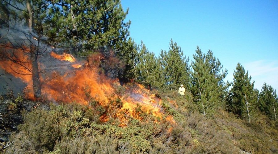 مرصد بيئي يطالب بالتحقيق في احتراق الغطاء الغابوي