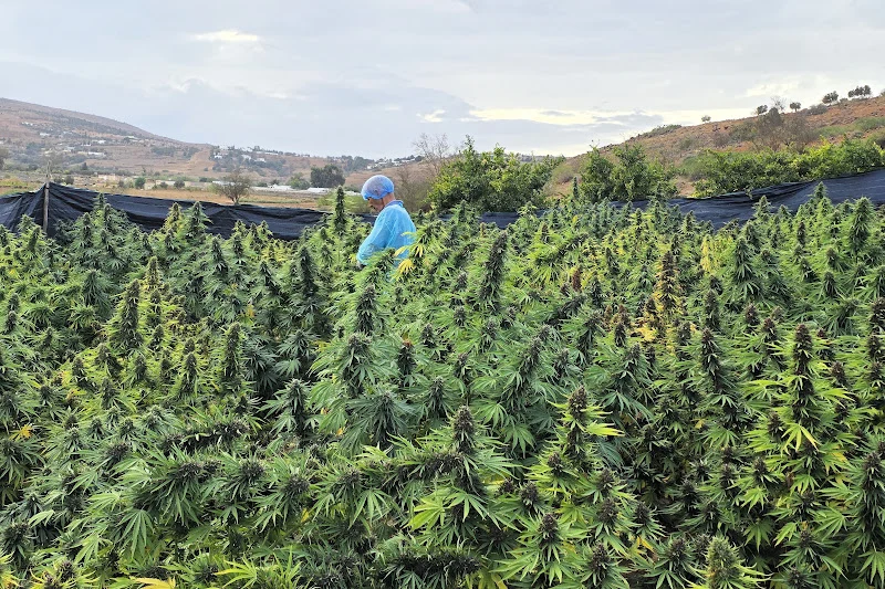 مزارعو القنب الهندي المقنن يترقبون تمديد فترة زراعة “البلدية” في المغرب