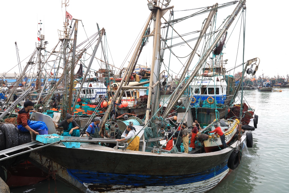 الصيد البحري .. قيمة المنتجات المسوقة بلغت أزيد من 3,11 مليار درهم عند متم مارس 2026 (مكتب)